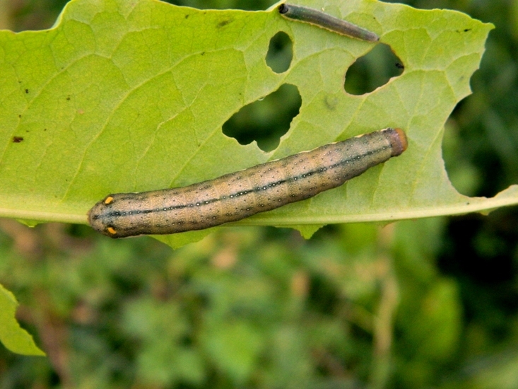 Trachea atriplicis - ciclo vitale